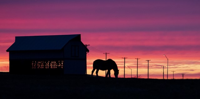 Image of Sunset Grazing by Cynthia Fogg from Frankfort
